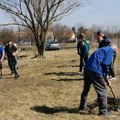 Veliki broj meštana u akciji pošumljavanja velike grede Posađeno 230 sadnica različitog drveća