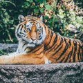 Danski ZOO vrt traži od građana da doniraju neželjene ljubimce kako bi nahranili risove, lavove i tigrove