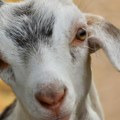 Od 8 kilograma mleka prave kilogram mladog sira: Ivana i Goran uzgajaju koze, počeli sa malim stadom