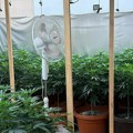 U Subotici otkrivene dve laboratorije za drogu: zaplenjeno 180 biljaka kanabisa i 12 kilograma marihuane (video, foto)