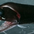 Oprez na letovanju Ova riba vreba u plićaku, a njen otrov može dovesti do infarkta