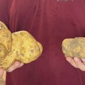 "Kad smo ga stavili na vagu bili smo u šoku": U Vladičinom Hanu nikao krompir težine 4,3 kilograma