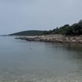„Umrla bih trenutno“: Hteo je da snimi delfine u Hrvatskoj, a u kadar je uletela najveća evropska zmija