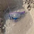 Smrtonosno stvorenje snimljeno na popularnoj mediteranskoj plaži: Ima pipke duge čak 50 metara, i otrov koji ubija! Ako vas…