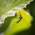 Tretmani suzbijanja komaraca večeras u Elemiru, Melencima, Mihajlovu i Jankovom Mostu