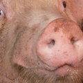 Afrička svinjska kuga potvrđena u Osječko-baranjskoj županiji u Hrvatskoj