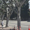 Holivudski studio optužen da je namerno orezao drveće da bi štrajkači bili na suncu