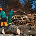 Novac za vlasnike šuma koji ne poseku stabla: Da li je ovo mera kojom bi Rumunija mogla da stane na kraj ilegalnoj seči?