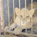 Pronađeno mladunče lava dobilo ime; ima atrofiju mišića i ne prepoznaje meso kao hranu