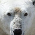 Klimatske promene: Polarnim medvedima preti umiranje od gladi usled otapanja leda