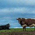 Danski farmeri u velikom problemu brinu da će im porez na emisiju ugljenika ugroziti proizvodnju i zatvoriti farme
