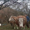 Vredan domaćin nikad neće ostati bez ičeg: Mladom Slobodanu zapalili dve plevnje, on sad počeo da gradi novu