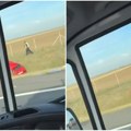 (Foto, video) teška saobraćajna nesreća kod Kovilja Sudarili se automobil i kamion na auto-putu, stvaraju se gužve