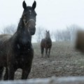 Nestvaran zimski prizor kod Čačka: Tri prekrasna konja galopirala dok je sneg padao, pogledajte kako je to izgledalo (foto)
