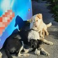 Istorijski dogovor 4 opštine u Srbiji: Ovako će rešiti problem pasa lutalica!