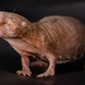 'Super miris': Kako vladaju kraljice kolonija golih slepih kučića