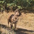 Neobična životinja koju viđaju Nišlije nije divokoza, nego afrički ovan