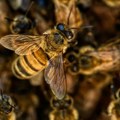 Košnice sa pet miliona pčela pale sa kamiona: Vozač pretrpeo više od 100 uboda