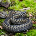 "Mogu i tu da se zavuku tokom noći" Srpski hvatač zmija: Na ovim mestima u kući se najčešće kriju! Jedno je posebno…