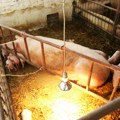 Sefkerin nije više zaraženo područje Ukinute mere zbog afričke kuge svinja