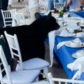 Medved se popeo na sto, pa napravio haos u restoranu Reakcija konobara je urnebesna! (video)