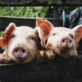 Ministar Glamočić: Svinjarstvo trenutno najkritičnija tačka srpskog agrara