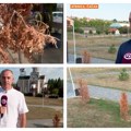 Niko ne brine o parkovima i zelenilu u Čačku, na delu je masovno sušenje stabala