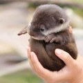 U beogradski Zoo vrt stigao novi gost: Čovek slučajno pronašao mladunče kod Trstenika, evo šta su nam rekli