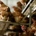Француска прогласила висок ниво узбуне због птичјег грипа