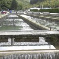 Ribnjak koji je hranio SFRJ ponovo živ – pastrmke opet skaču u vodi Raške