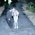 "Jedva je hodao i sedeo, nisam htela dete sa njim" Sofija šokirala ukućane: Iznela gnusne detalje o Danetu