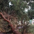 (Фото, видео) Ветар ишчупао дрво из корена и бацио га на пут! Стравични снимци из Суботице: Апокалиптичне сцене на улицама…