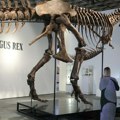 Skelet tiranosaurus reksa prodat na aukciji za 50 miliona dolara: naučnici zabrinuti jer je u rukama nepoznatog kupca