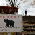 Medved lopov opljačkao 14 kuća u Japanu, krao krofne i keks