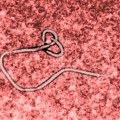 Smrtonosni virus se otrgao kontroli, jedan život se gasi na svakih 30 minuta! Proglašena najcrnja epidemija u istoriji: Zaraza…