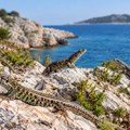 Preneli 10 guštera na malo hrvatsko ostrvo i vratili se posle 36 godina: Ono što su tamo zatekli nisu mogli da objasne