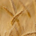 Rusija „ne vidi osnovu“ za obnavljanje sporazuma o izvozu žita