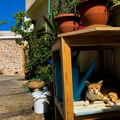 Hiljade mačaka uginulo na Kipru: Stručnjaci saopštili alarmantne brojke: Sumnjaju da je uzrok svega virus, čiju mutaciju…