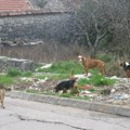 Ubili više od 20 pasa! Uznemirujući prizor u Leskovcu: Meštanin tokom šetnje pored puta zatekao groblje ljubimaca: "a juče…