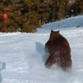 Медвед шчепао туристу на поповој шапки: Невиђена драма на чувеном скијалишту звер улетела међу скијаше