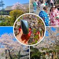 Uživajte u cvetanju japanske trešnje u Beogradu: početak nečega što je zaista jedinstveno!