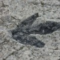Otkrivena nova vrsta dinosaurusa: Ima "jedro" duž leđa
