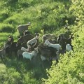 "Zaigrana ekipa" se izgubila kod Širokog Brijega, pripadnici GSS brzo reagovali, dronom locirali stado (foto)