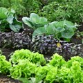 Биљка која има баштенске „супермоц́и“: Одбија штеточине и помаже целом врту да буја, а лако се узгаја