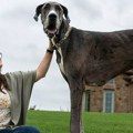 Proglašen najviši pas na svetu a njegovo ime je već ukazivalo na to da će ući u Ginisovu knjigu rekorda