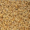 Nagli pad cene pšenice na Produktnoj berzi