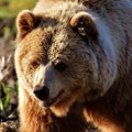 Novi napad medveda u Slovačkoj, povređene dve osobe: Životinja snimljena kako luta ulicom