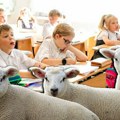 Školi preti zatvaranje zbog manjka đaka: Da bi to sprečili, roditelji učenika podneli prijave za upis 4 ovce