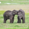 Čudo u Tajlandu, slonica rodila blizance