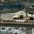 Dva slona, mravojed i beba kengur: Stižu nove životinje beogradski zoo-vrt, biće i novih pravila za posetioce